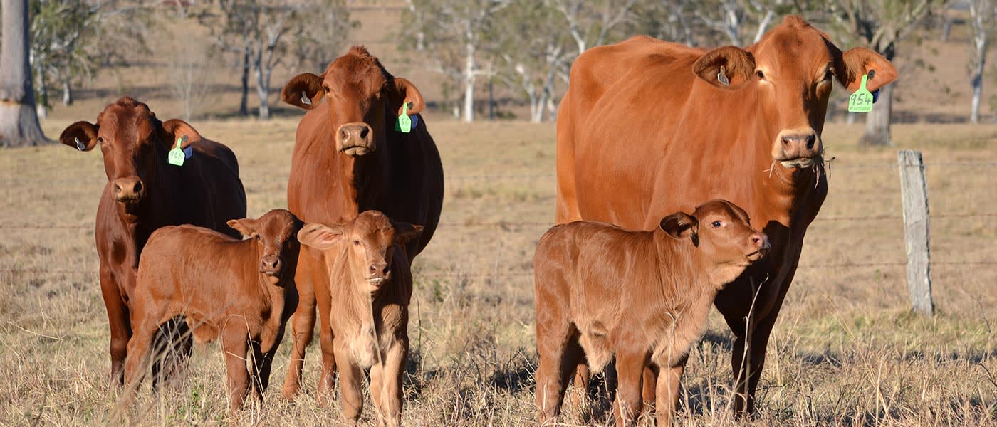 Droughtmaster cows and calves, Mt Brisbane Station, Esk, Southeast Queensland