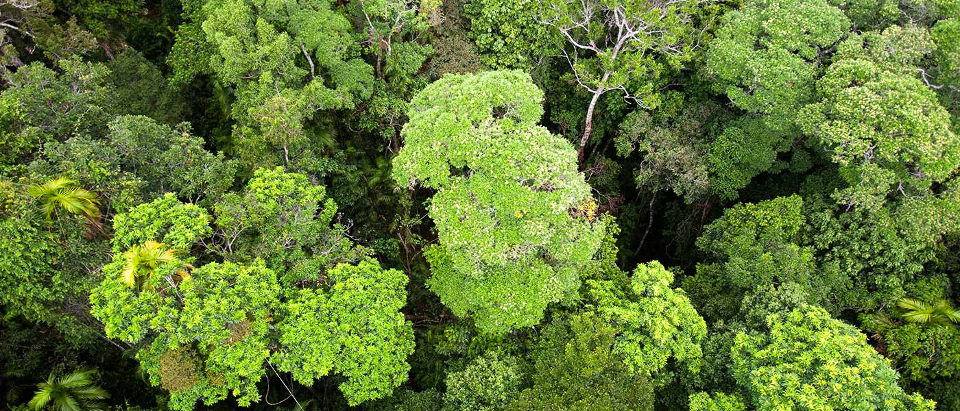 Forest canopy of the Daintree rainforest in northern Queensland