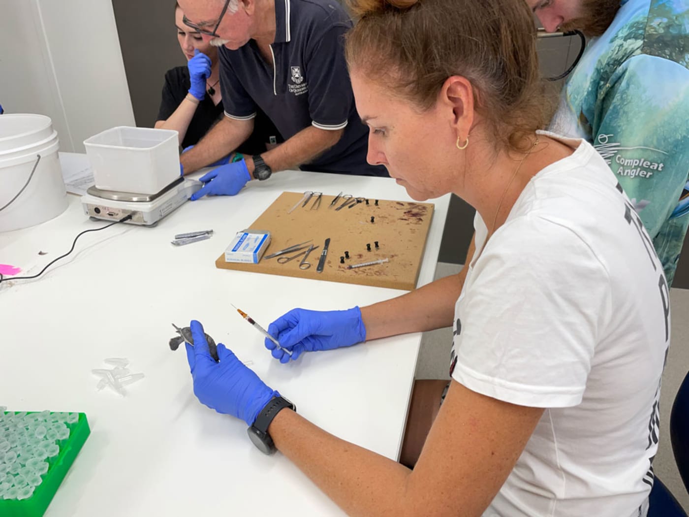 Behind the scenes of the turtle cooling project WWFAustralia