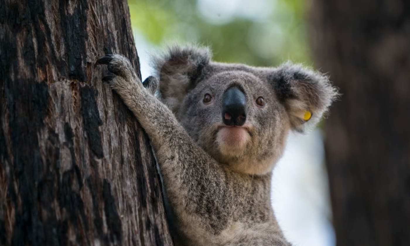 Koala release in Emmaville NSW