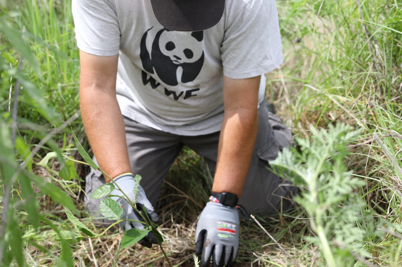 Darren Grover, Tanya Pritchard and Dr. Prishani Vengetas visited WWF-Australia's partners at the Byron Bay Mobile Wildlife Hospital, Tweed Coast Koala Research Hub and assisted a tree-planting in Swan Bay, NSW.