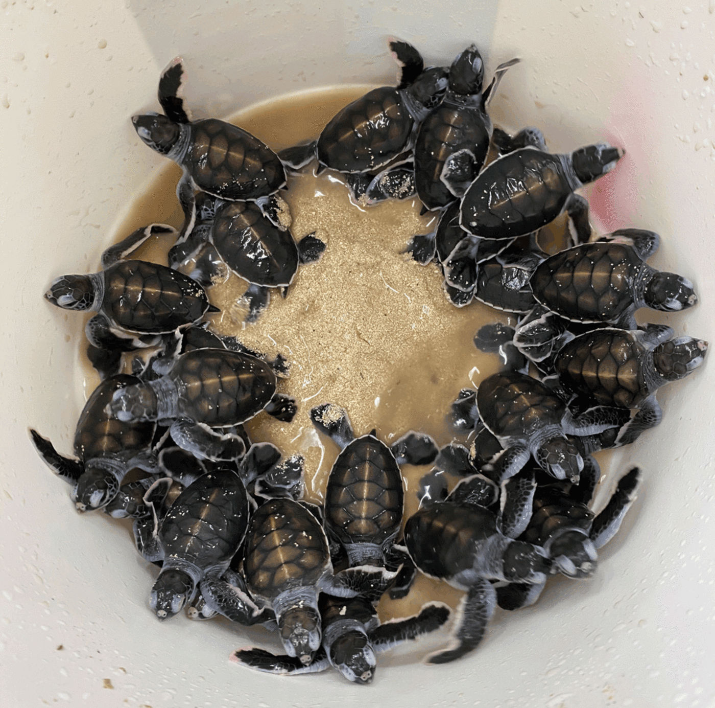 Hatchlings from Turtle Cooling Project