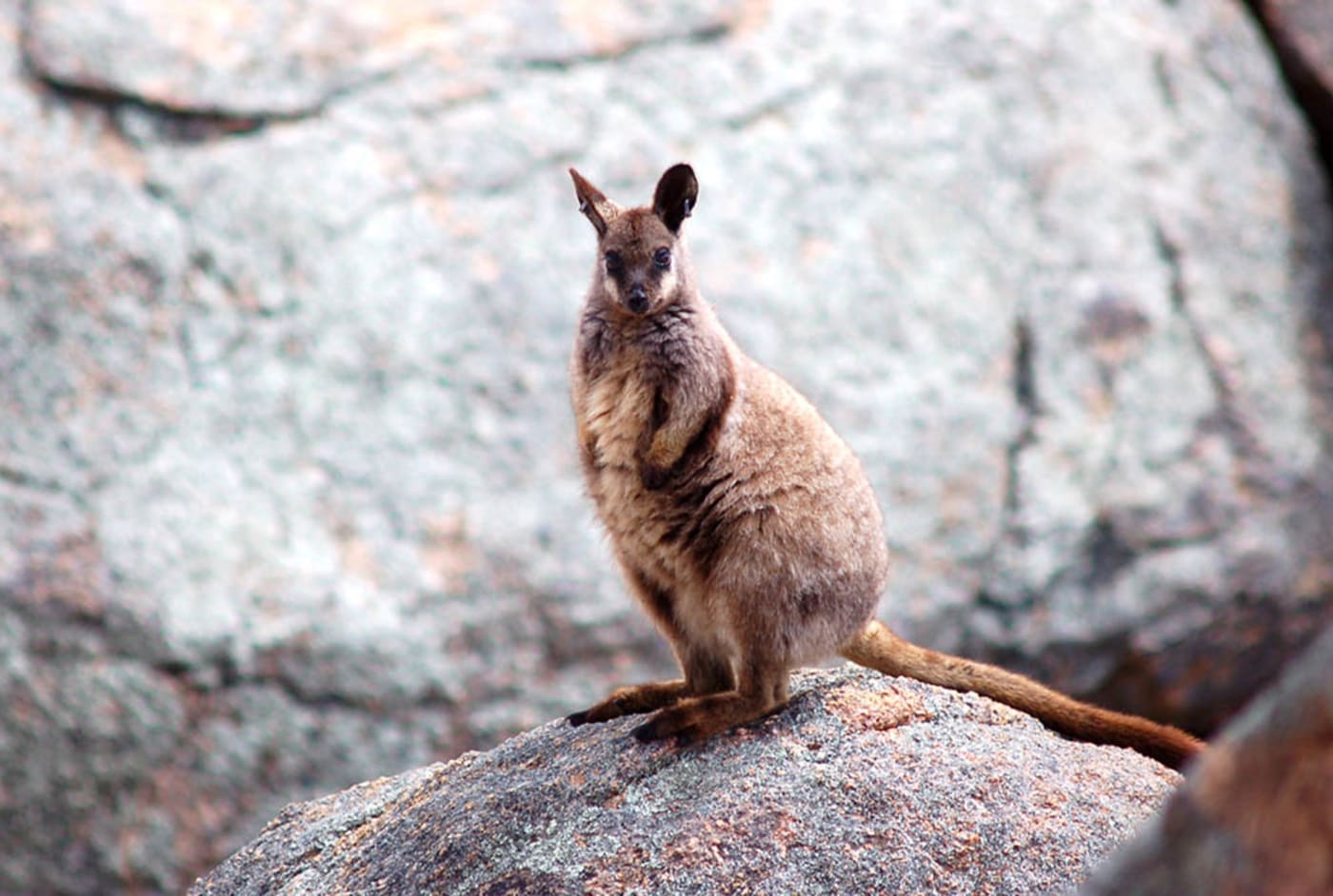 Black-flanked rock-wallaby in the central Wheatbelt, Western Australia