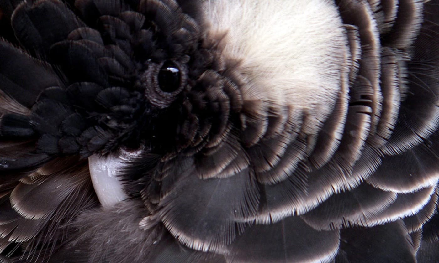 Carnaby's black cockatoo close up (Harmony)