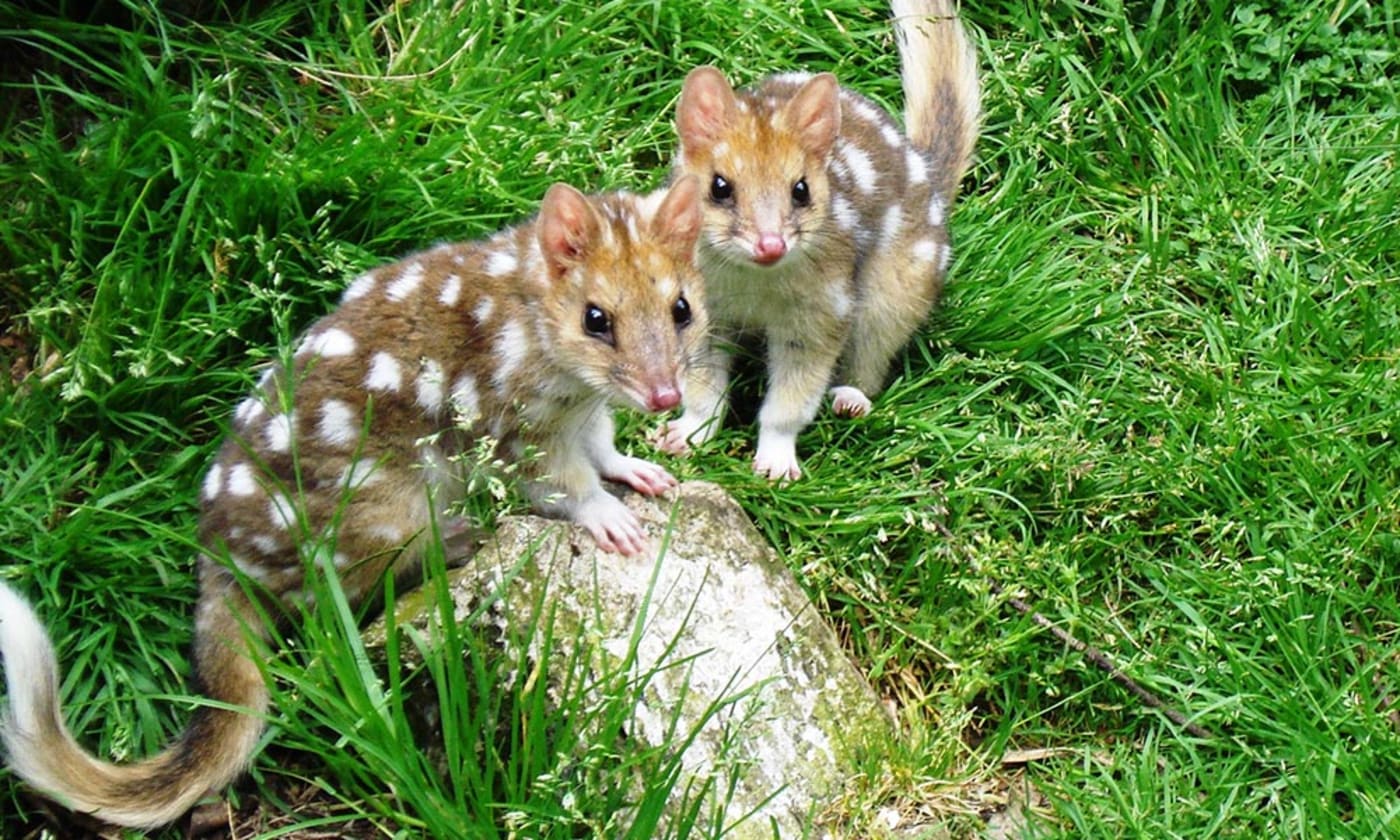 Juvenile eastern quolls (Dasyurus viverrinus) at Devils @ Cradle, Tasmania