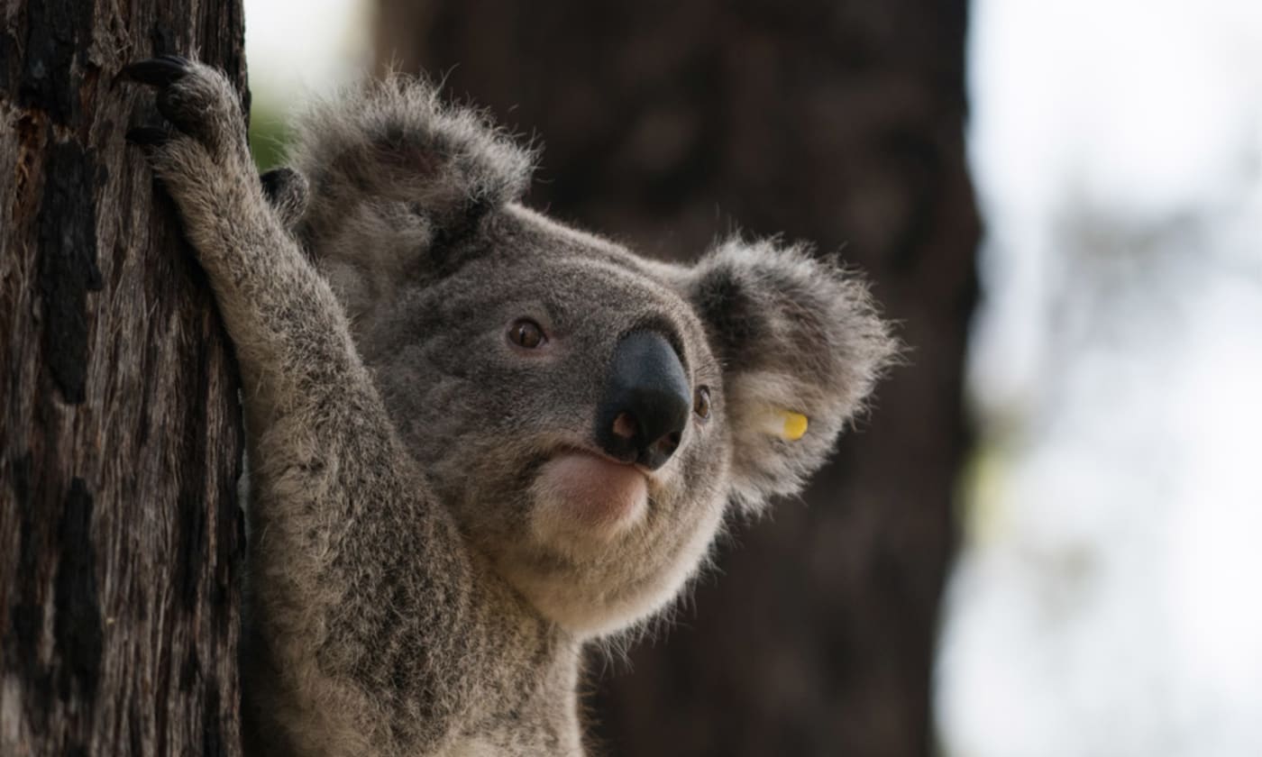 Release of Mary the koala into the wild in Emmaville, NSW