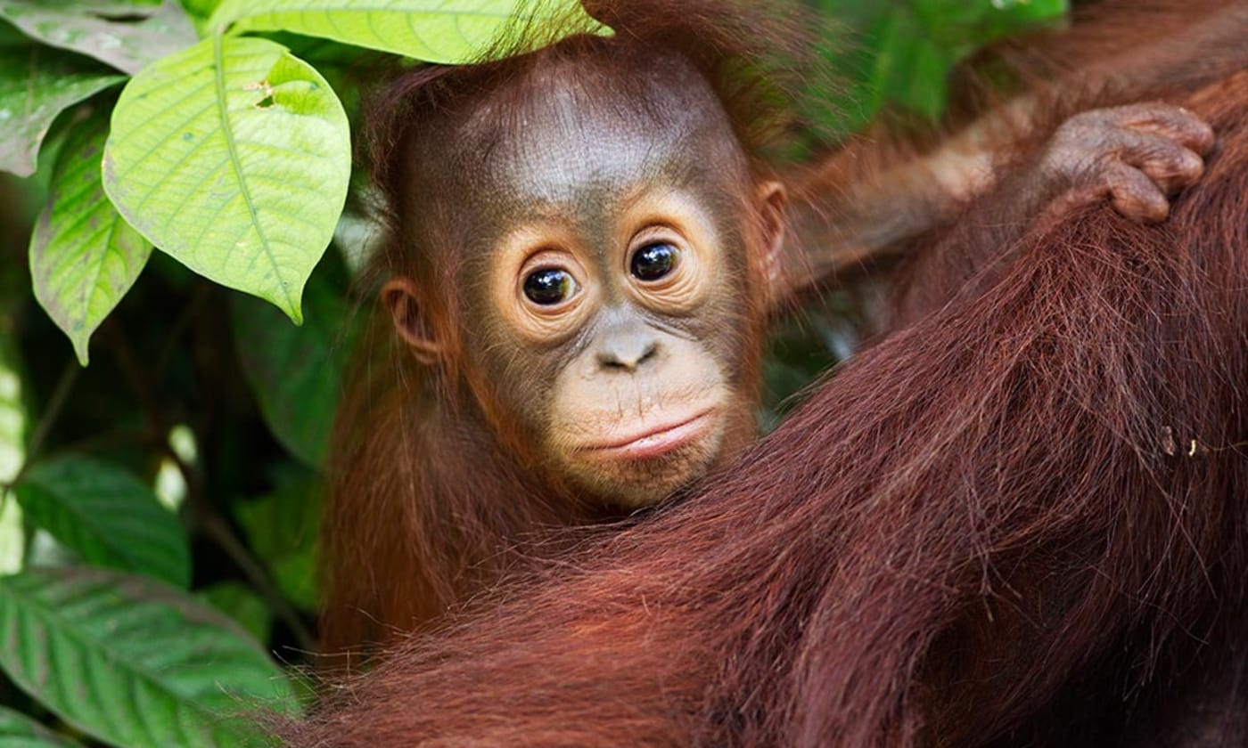 Bornean orangutan (Pongo pygmaeus wurmbii) male baby, Central Kalimantan, Borneo (1000px)
