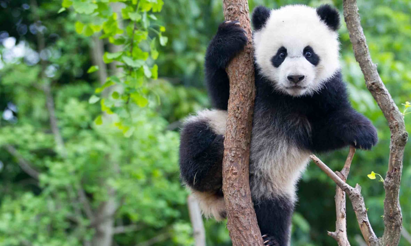 Young panda (Ailuropoda melanoleuca) climbing a tree in China