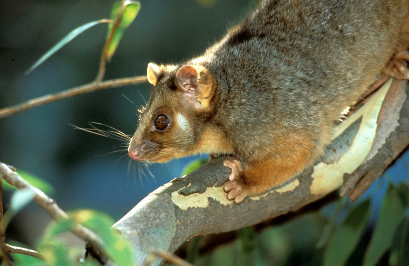 Common Ringtail Possum |