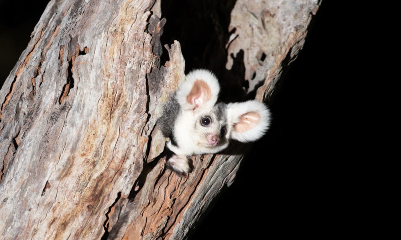 Greater glider in a patch of old growth forest in Munruben, Logan City, south of Brisbane