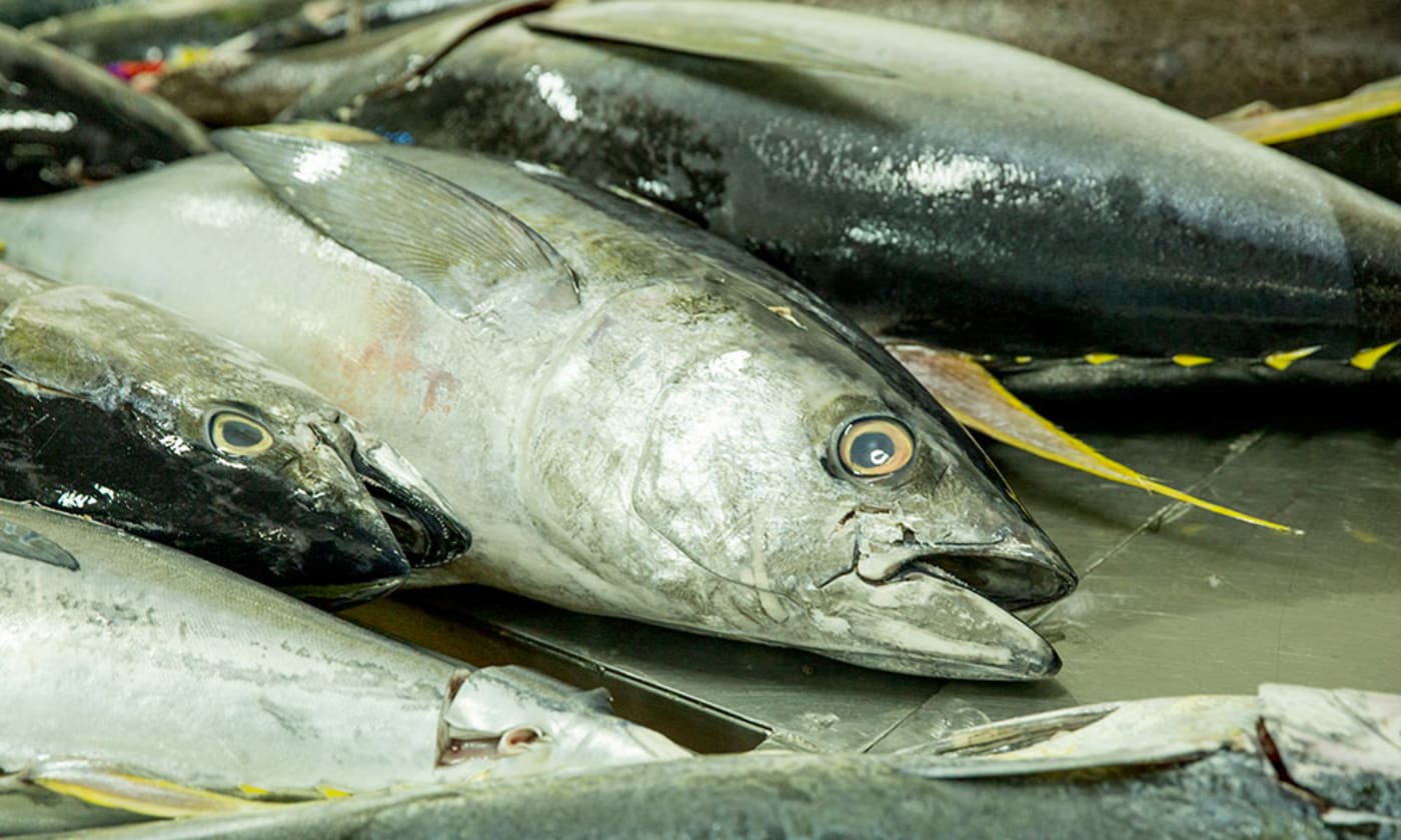 MSC certified yellowfin tuna processed at SeaQuest processing plant. Walu Bay, Suva, Fiji