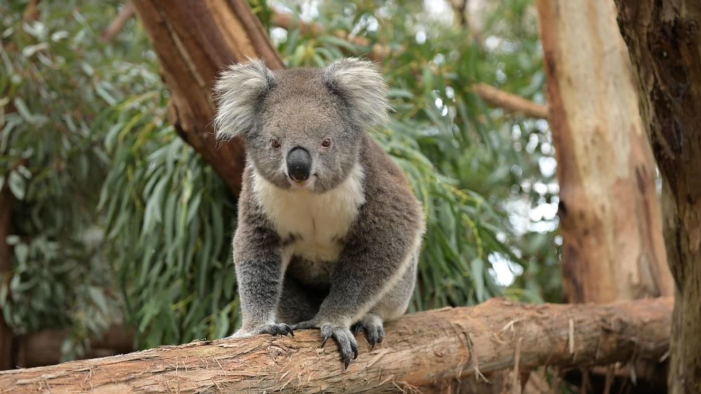 Annie the koala at Phillip Island Nature Parks