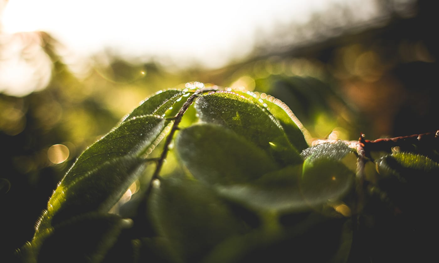 Green leaves and morning dew. Photo by Viktor Hanacek