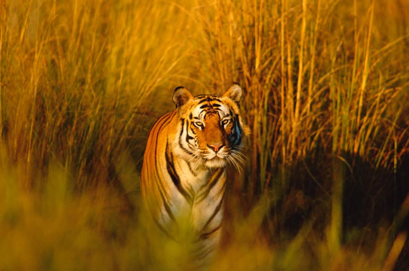 A tiger walks through long grass