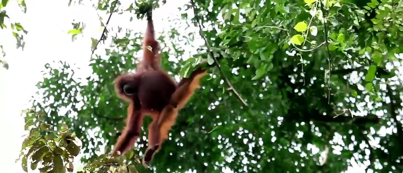 Orangutan banner video background