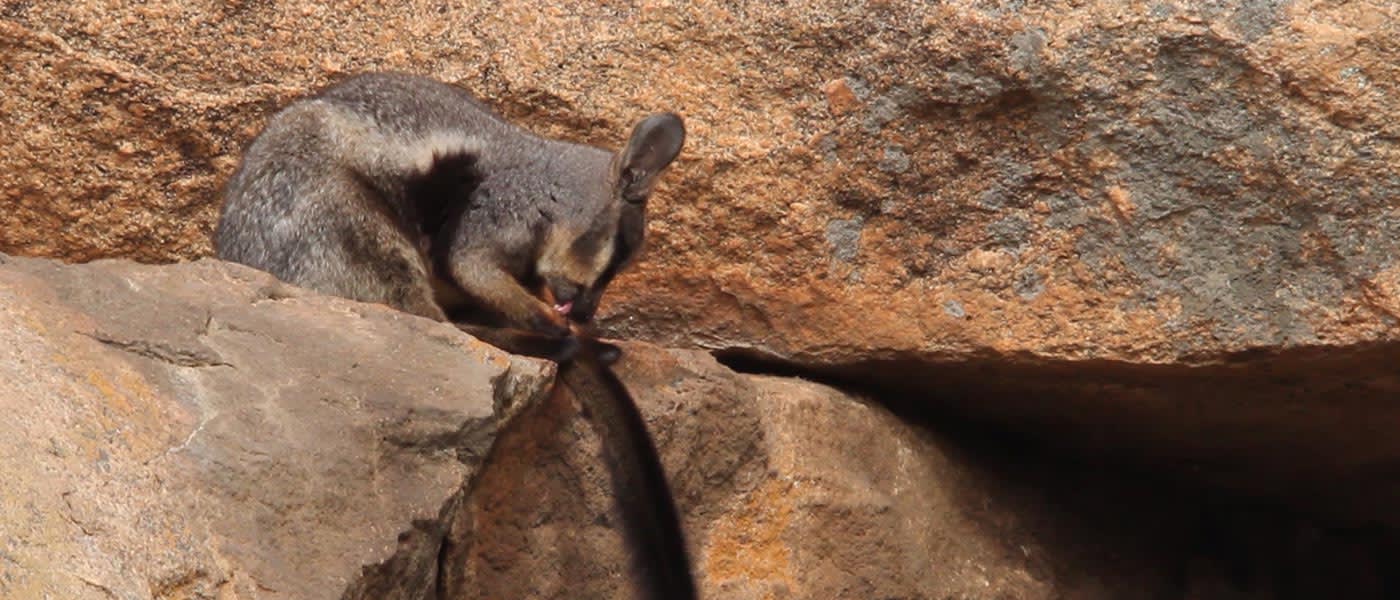 Black-flanked rock-wallaby  banner video background