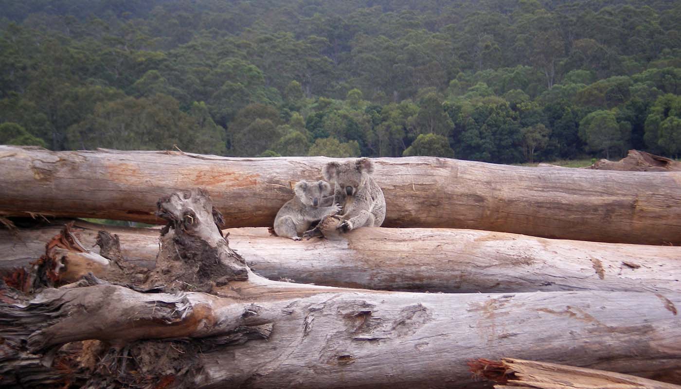 Koala mother and joey seeking refuge on a bulldozed logpile