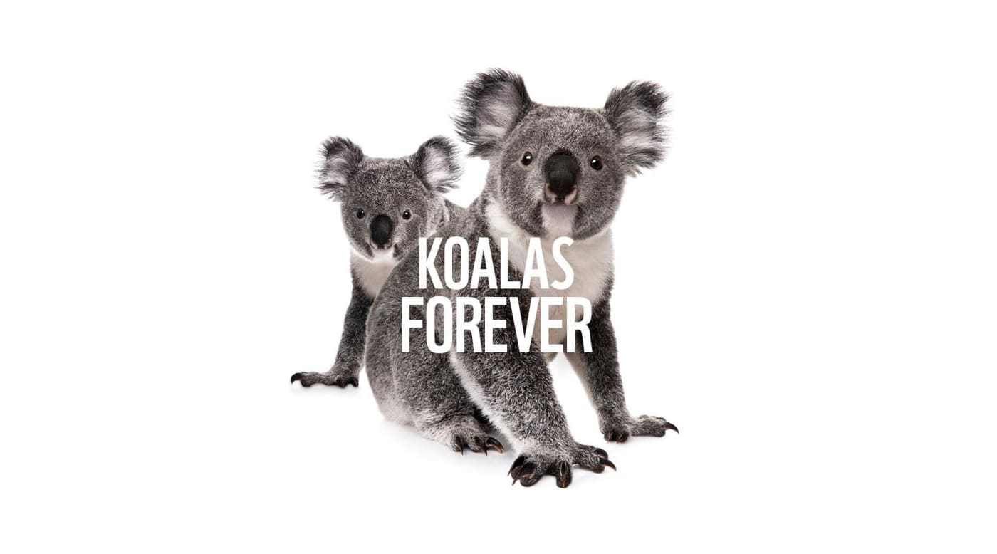 Koalas forever campaign image