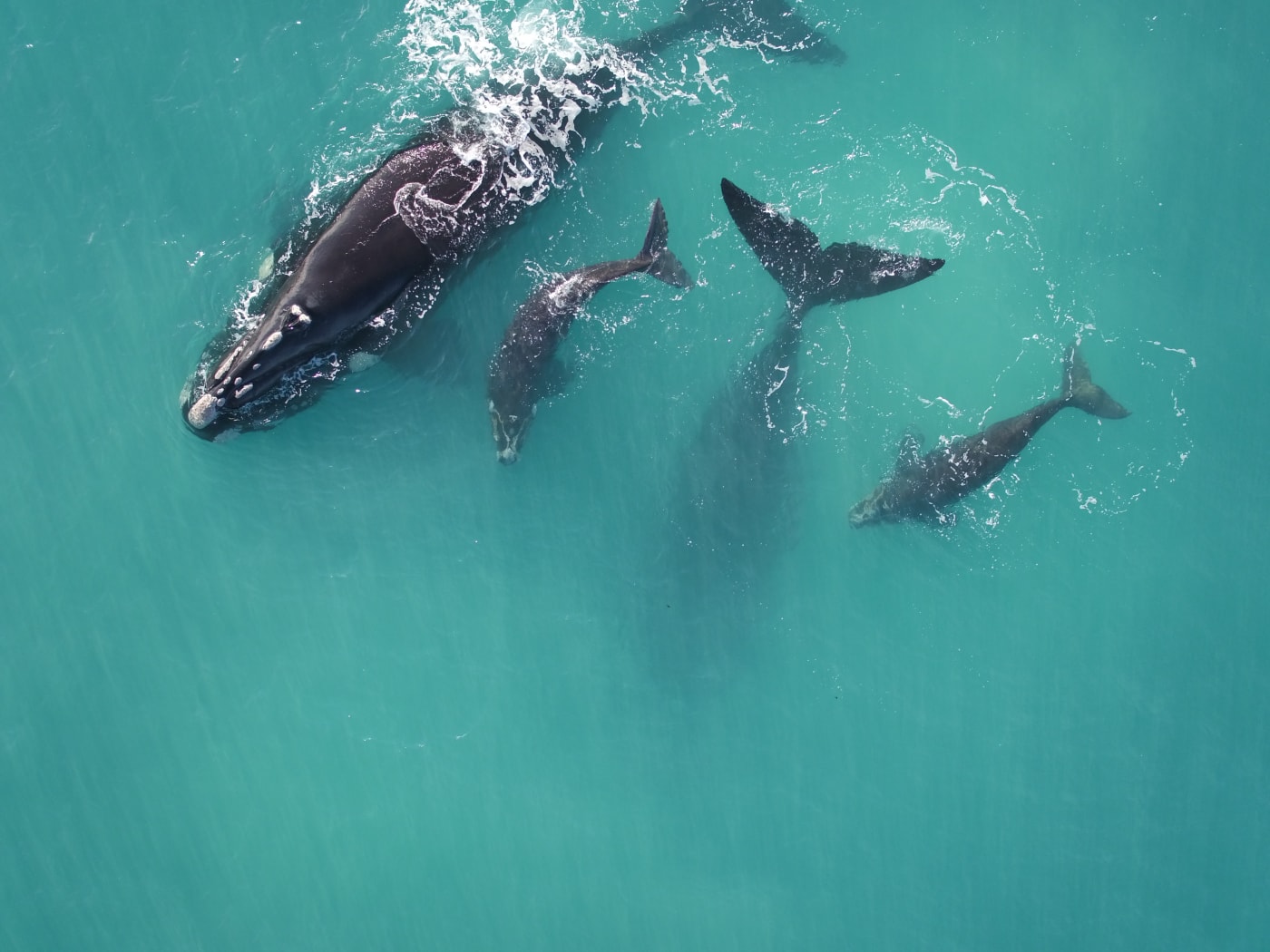 Southern right whales (Eubalaena Australis) and calf spotted along the coast of the Head of Bight in South Australia