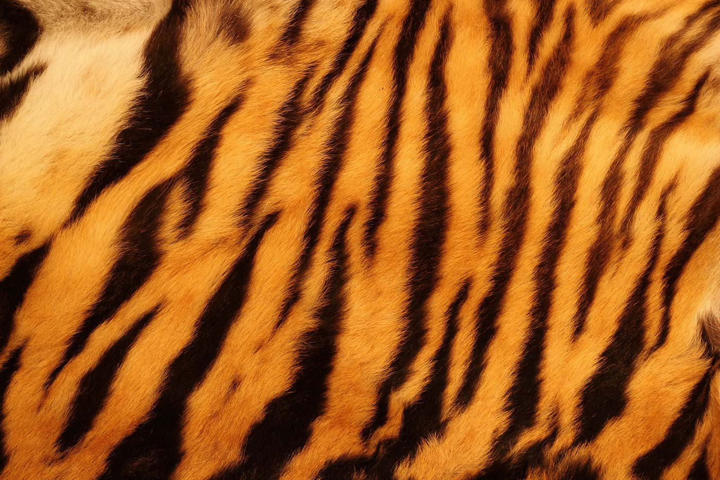 tiger-stripes