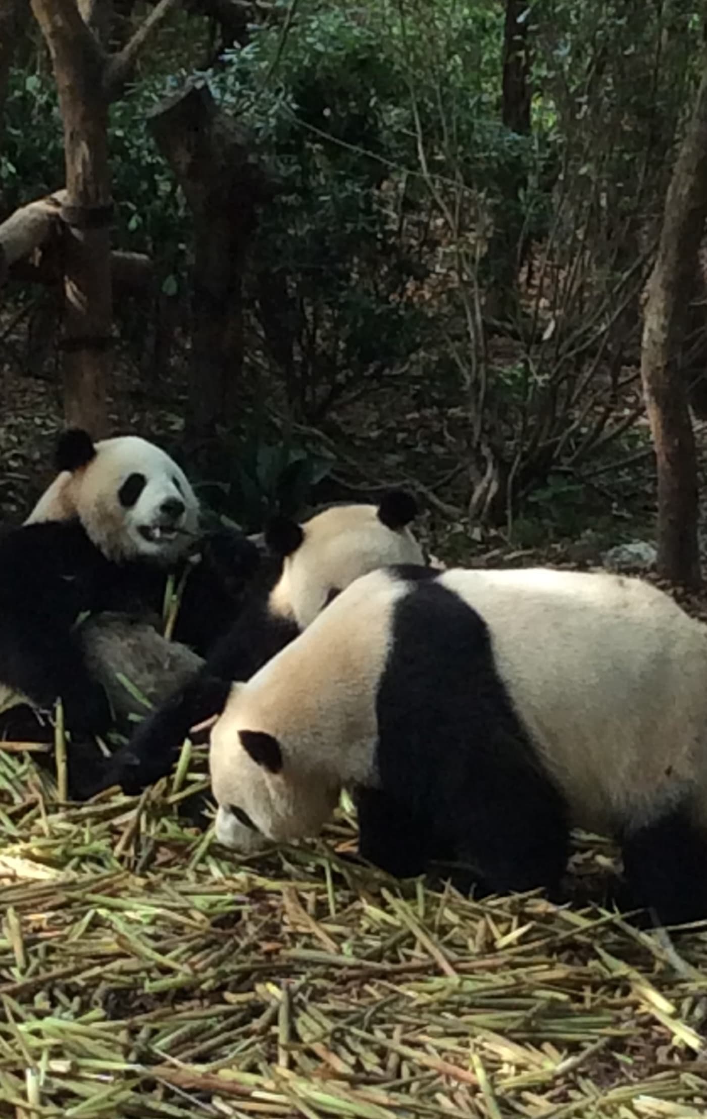 China and the Chengdu Research Base of Giant Panda Breeding | WWF Australia