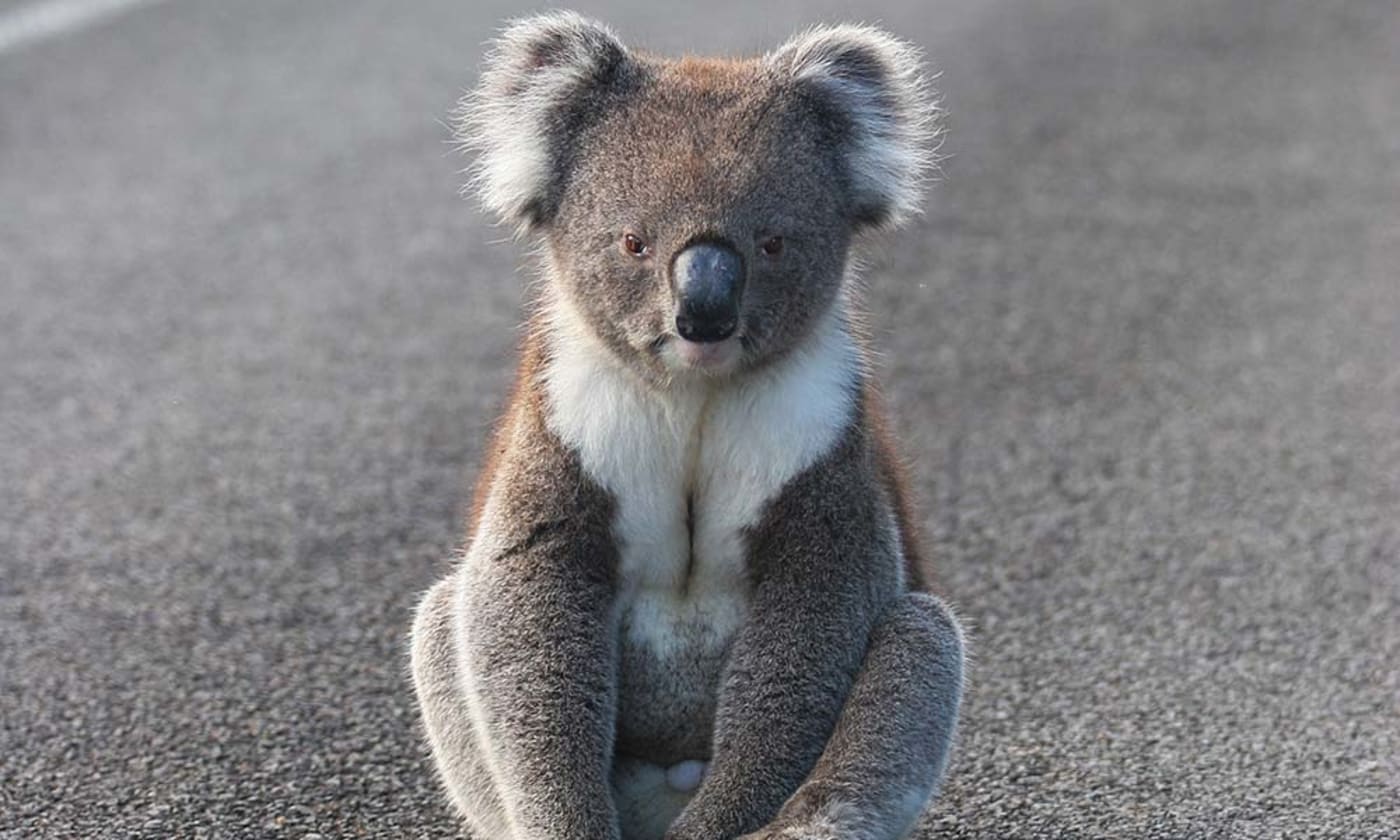 Koala sitting on road