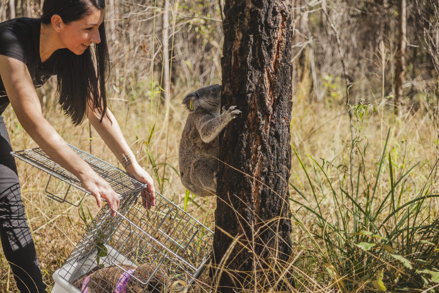 Maryanne Oliver/Ipswich Koala Protection Society released Maryanne the koala back into the wild.