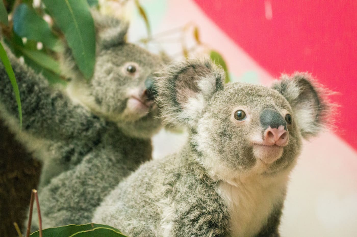 Koala joeys in care at Ipswich Koala Protect Society