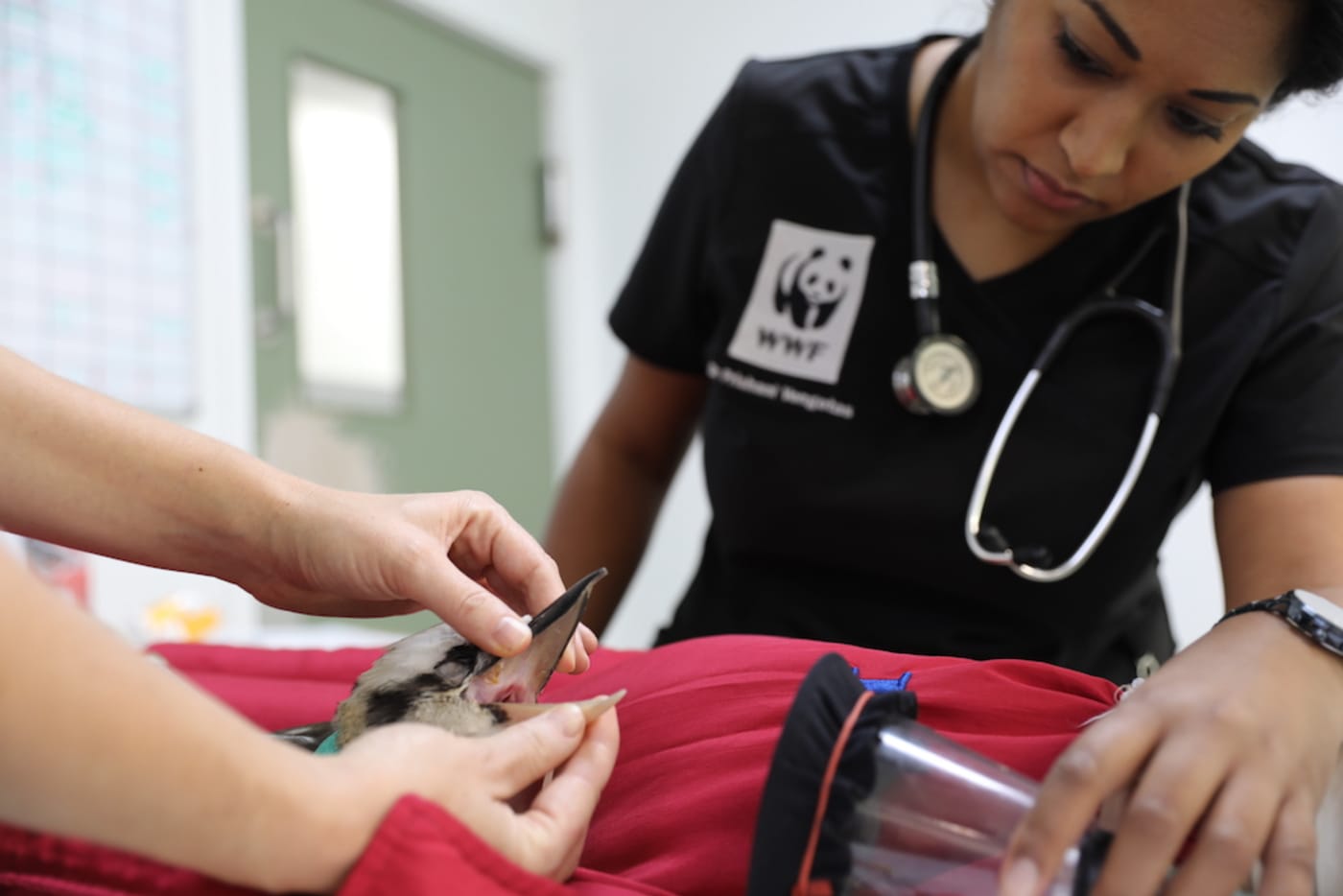 Dr Prishani helping the vets at Currumbin Wildlife Hospital perform kookaburra health check