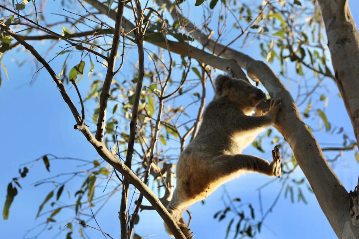 From floods to freedom: Raine’s journey | WWF-Australia | From floods ...