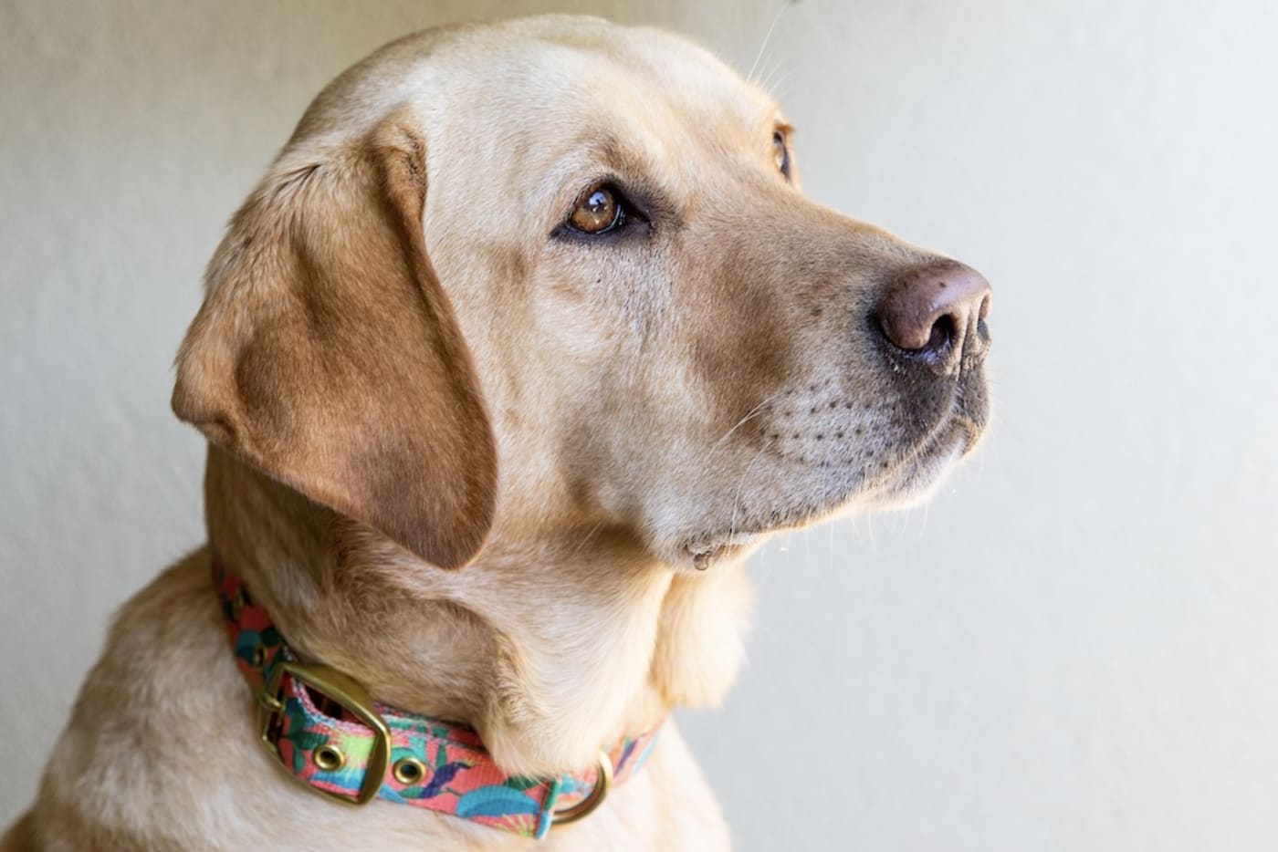 AniPal takes recycled plastic and turns it pet products and toys= including flashy collars!