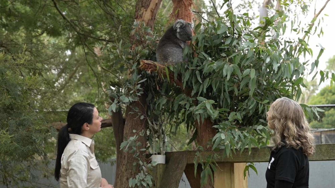 Ranger Jess and Jenn Ford watching Annie the koala