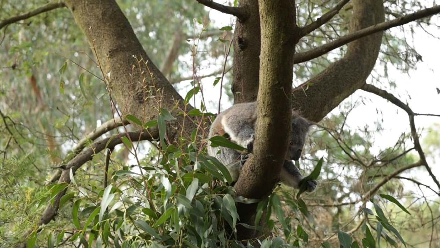 Annie the koala reaching for eucalyptus at Phillip Island Nature Parks
