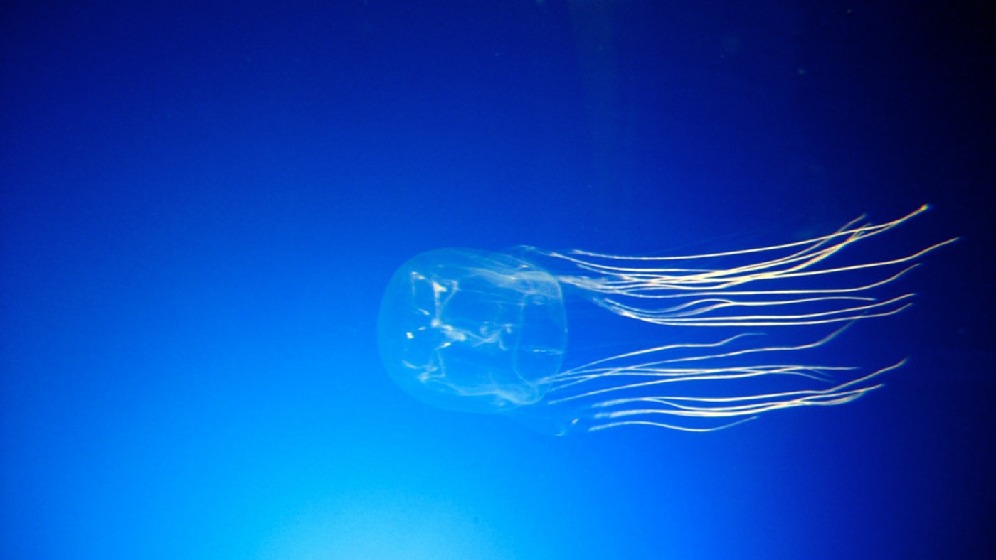 Small box jellyfish CC BY-SA 2.0 / gautsch. / Flickr