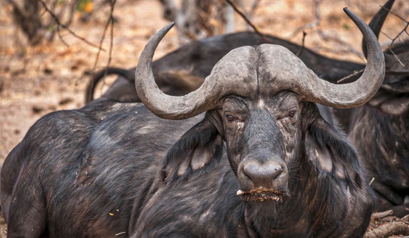 Cape Buffalo at Chobe National Park in Botswana= Africa