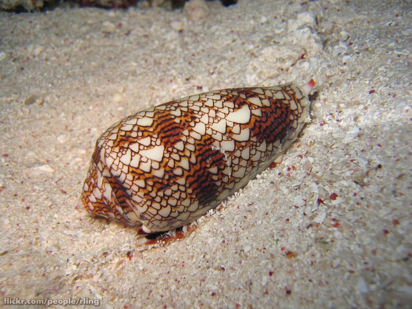 Cone snail in Queensland= Australia CC BY-NC-ND 2.0 / Richard Ling / Flickr