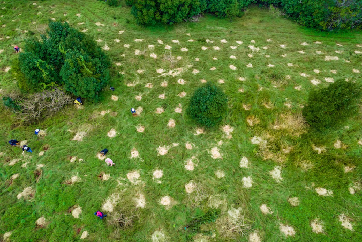 An aerial view of the saplings planted by the team of Bangalow Koalas volunteers