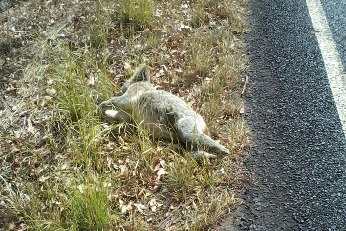 Dead koala on the side of the road