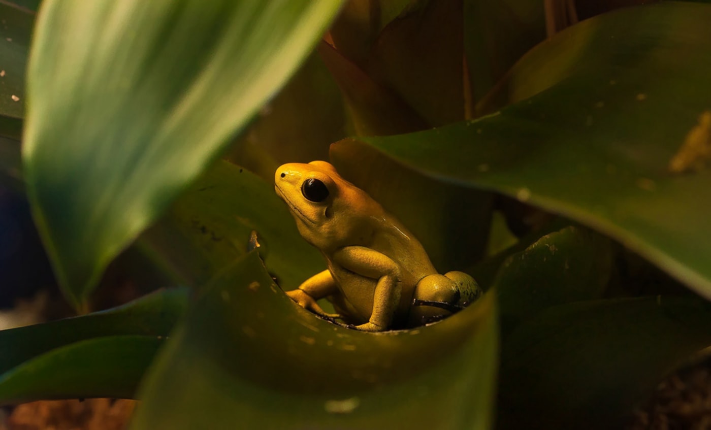 Golden poison dart frog CC BY 2.0 / Orias1978 / Flickr