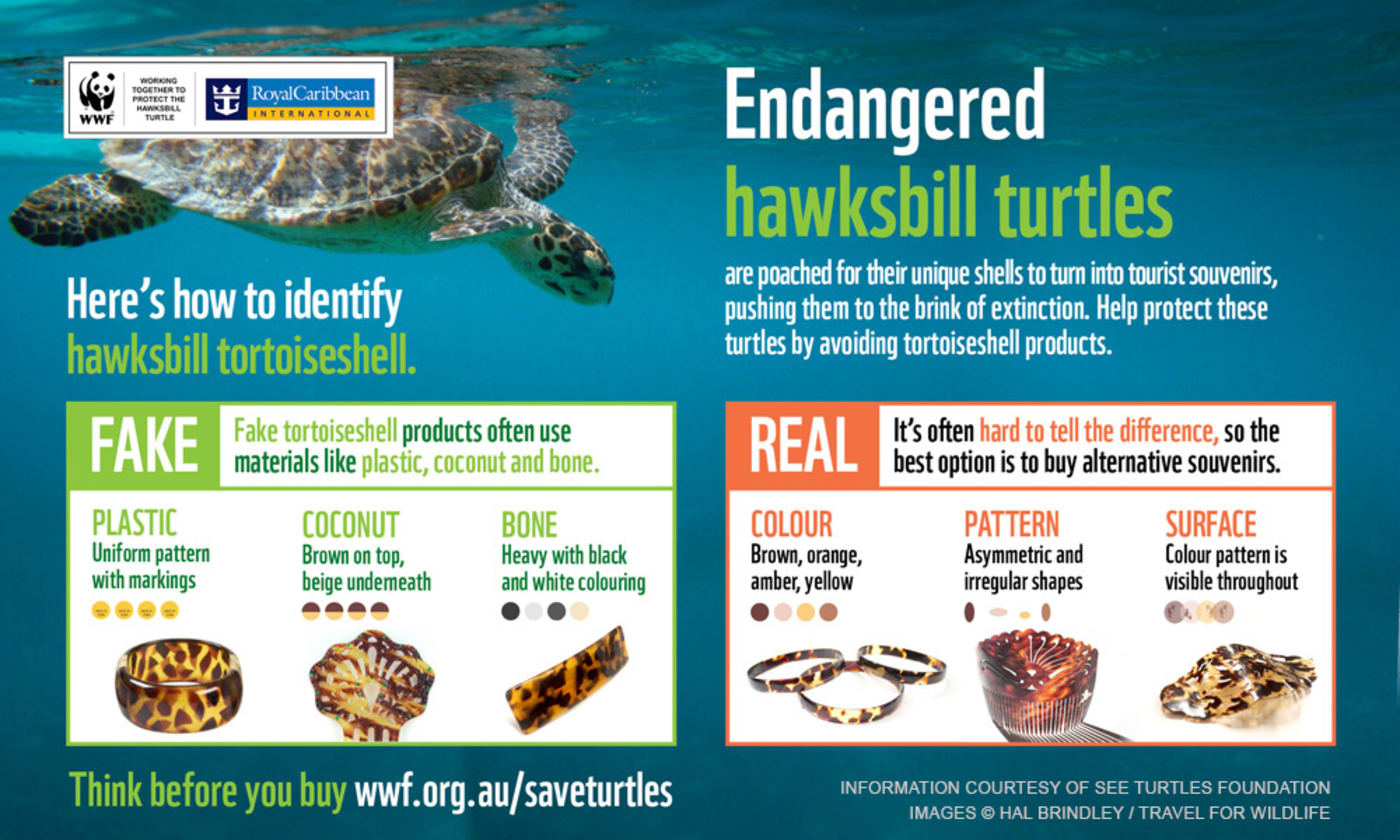Turtles not trinkets: Behind the scenes of the illegal wildlife trade ...