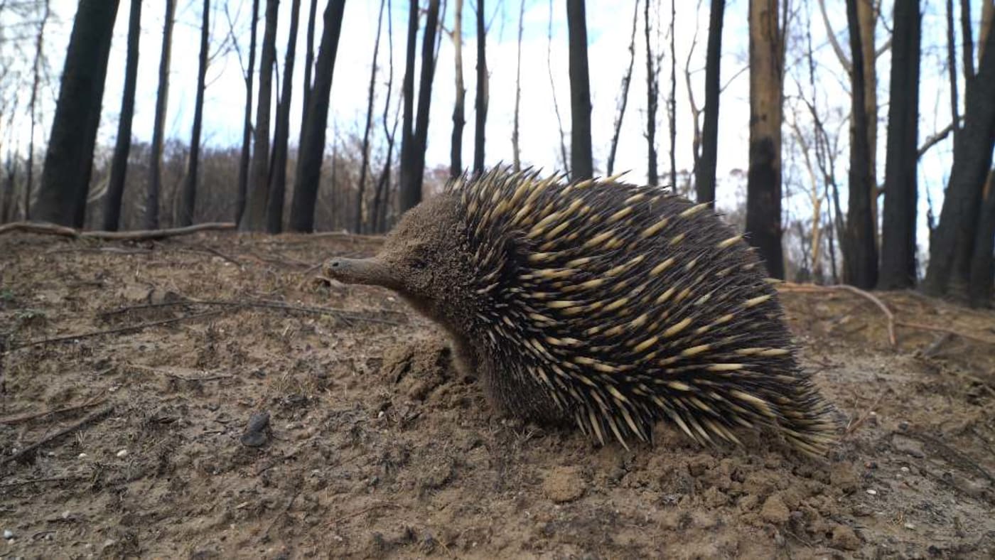Echidna in burnt out forest
