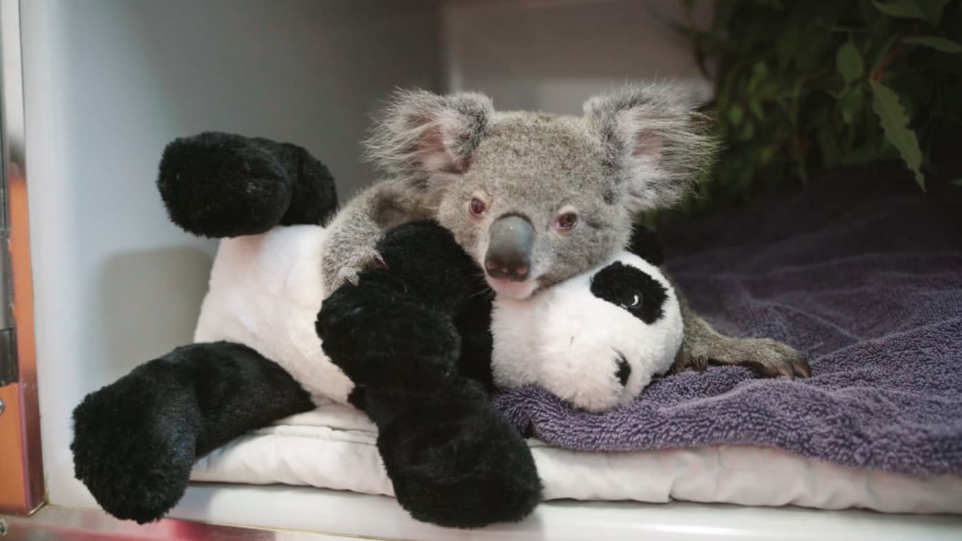 A koala in care with RSPCA Queensland= cuddling a panda plush
