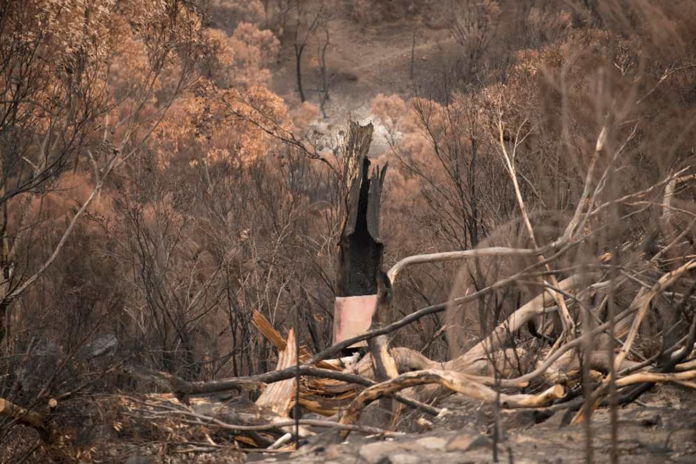 Burnt habitat on Kangaroo Island