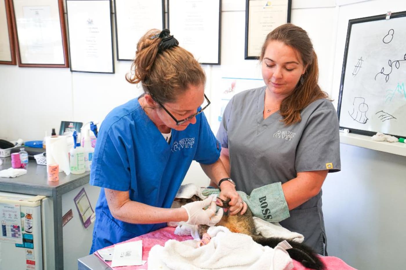 Veterinarian Dr Carrie Hawthorne and nurse Hannah Beasley at Milton Village Vet