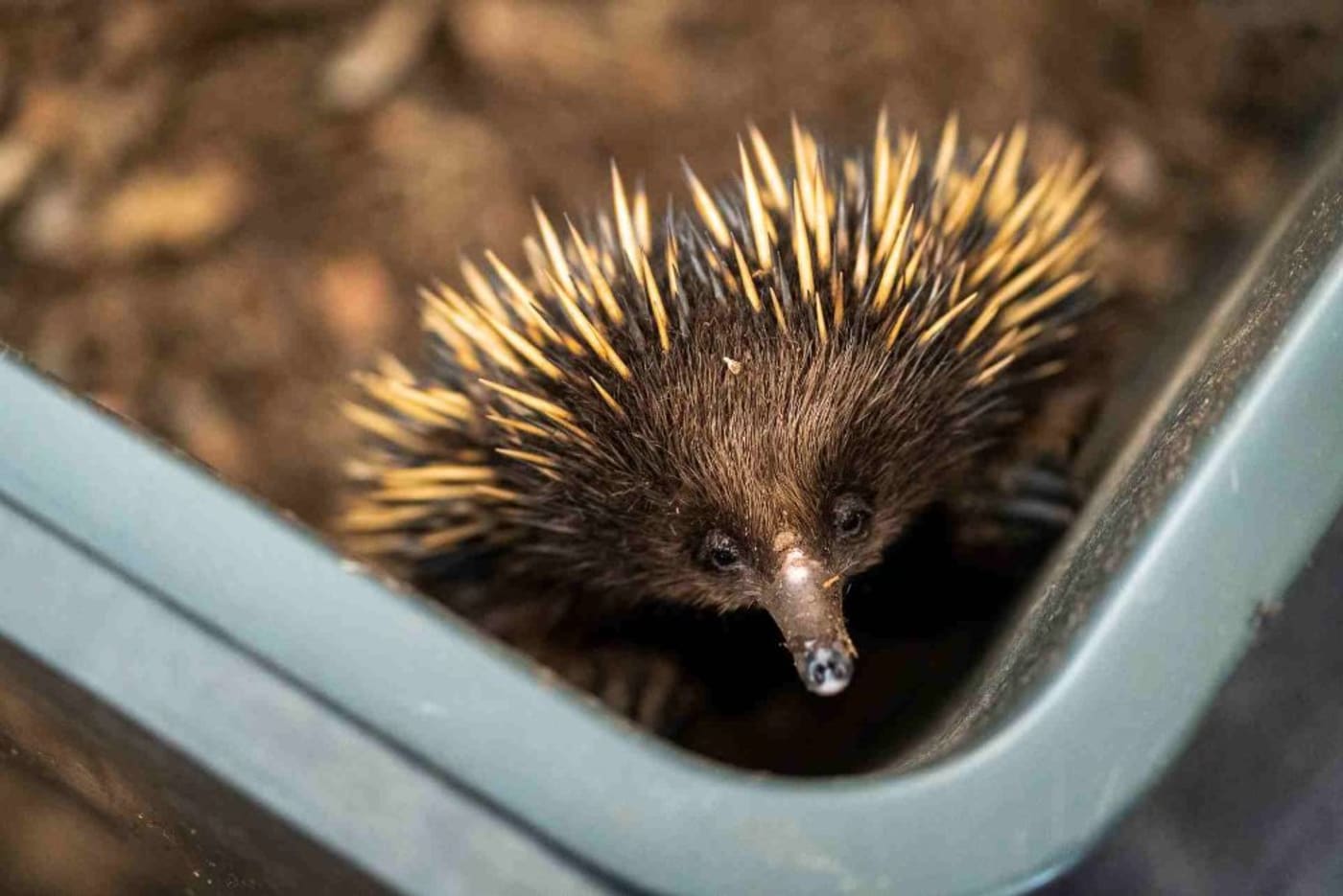 Ellie= an injured echidna in care with Wildcare in Carwoola= NSW