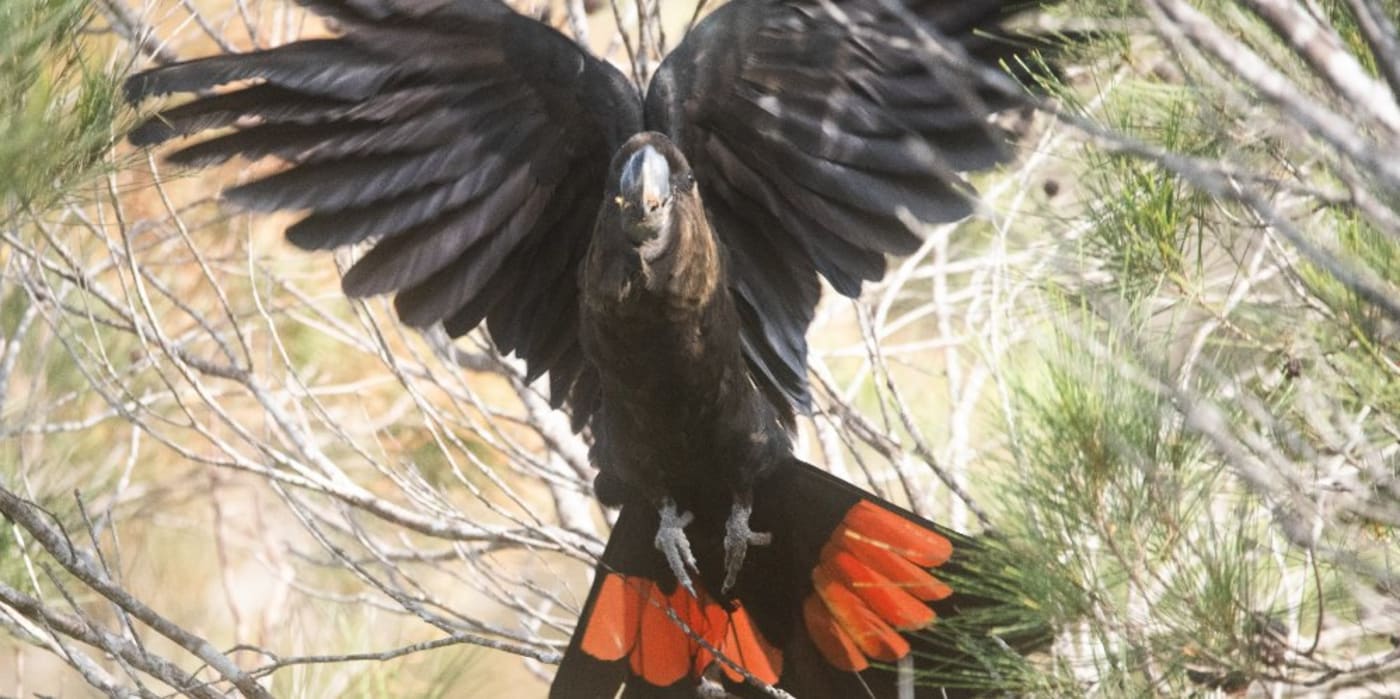 A male glossy black-cockatoo in flight= displaying red tail feathers