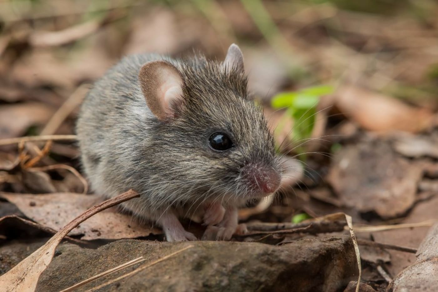 A Pookila= formerly known as the New Holland mouse