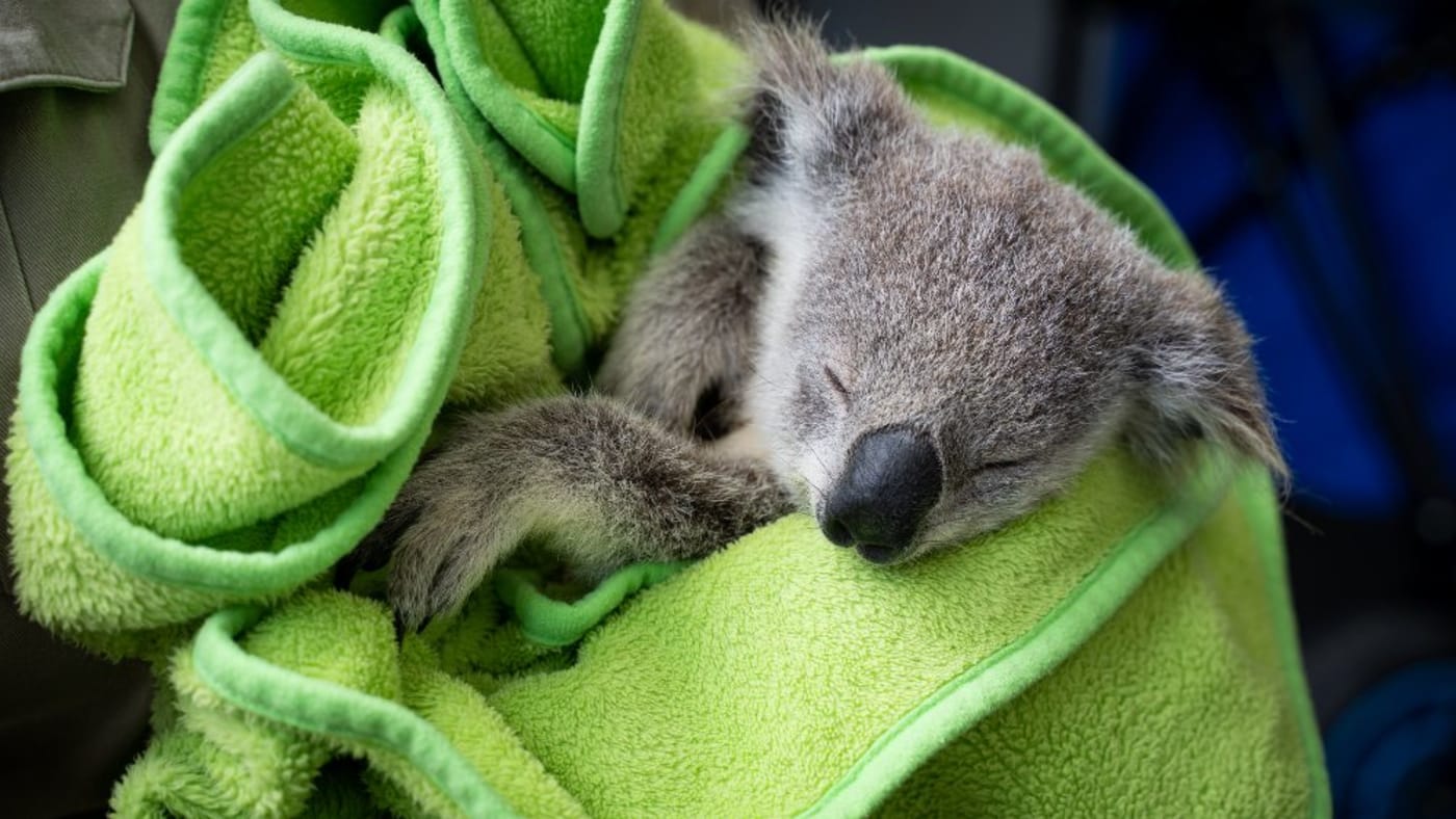 Raine the rescued koala joey with koala carer Marilyn= after receiving a check-up at RSPCA Qld