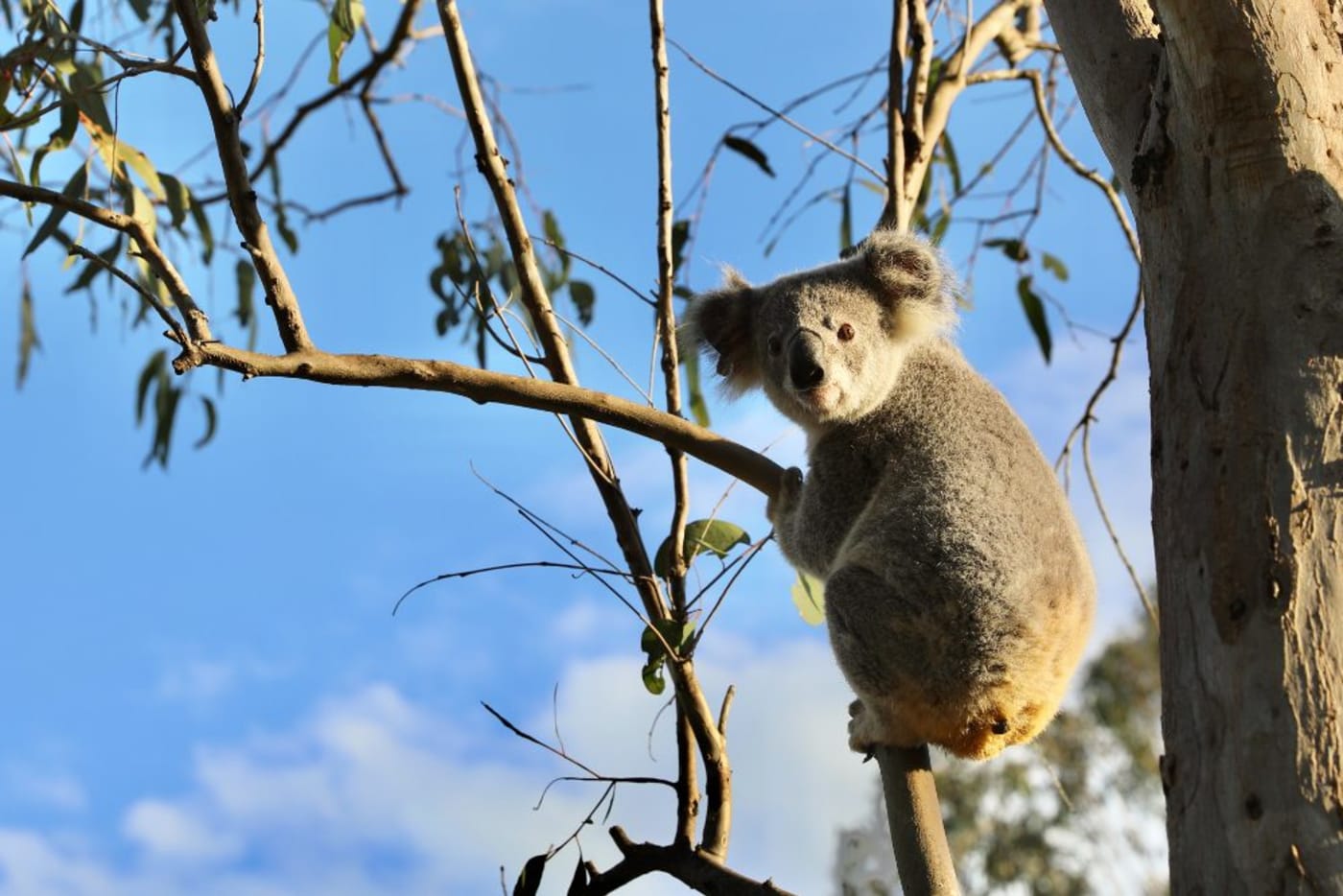Raine the rescued koala joey moments after her release onto a koala habitat area