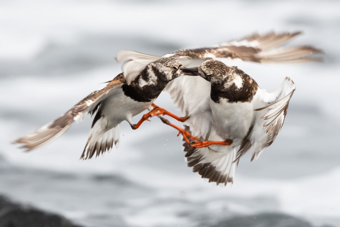 Ruddy turnstones (Arenaria interpres) fighting